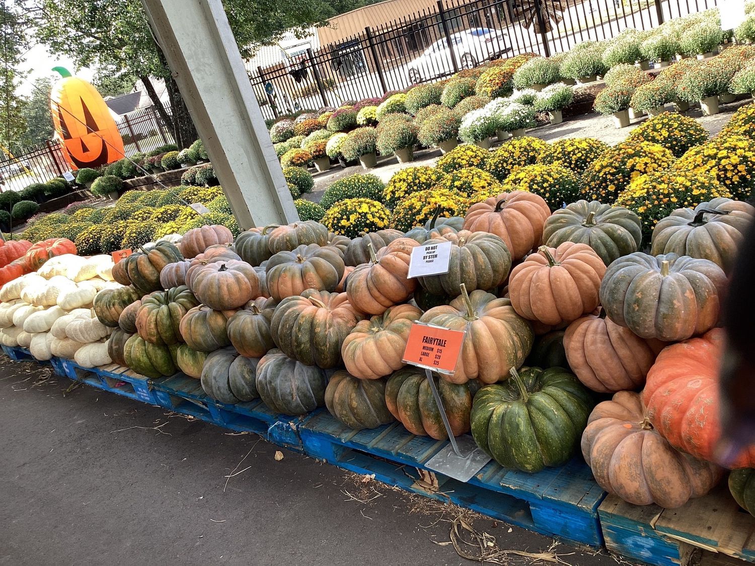 Large Heirloom Pumpkin