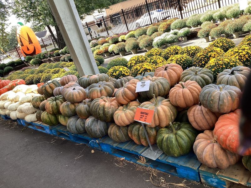 Large Heirloom Pumpkin