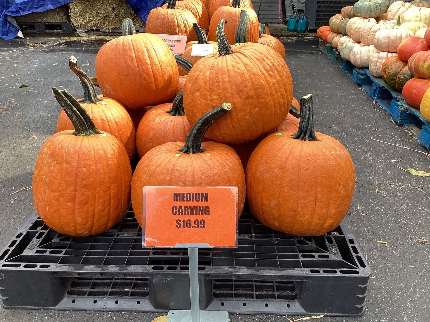 Medium Carving Pumpkins
