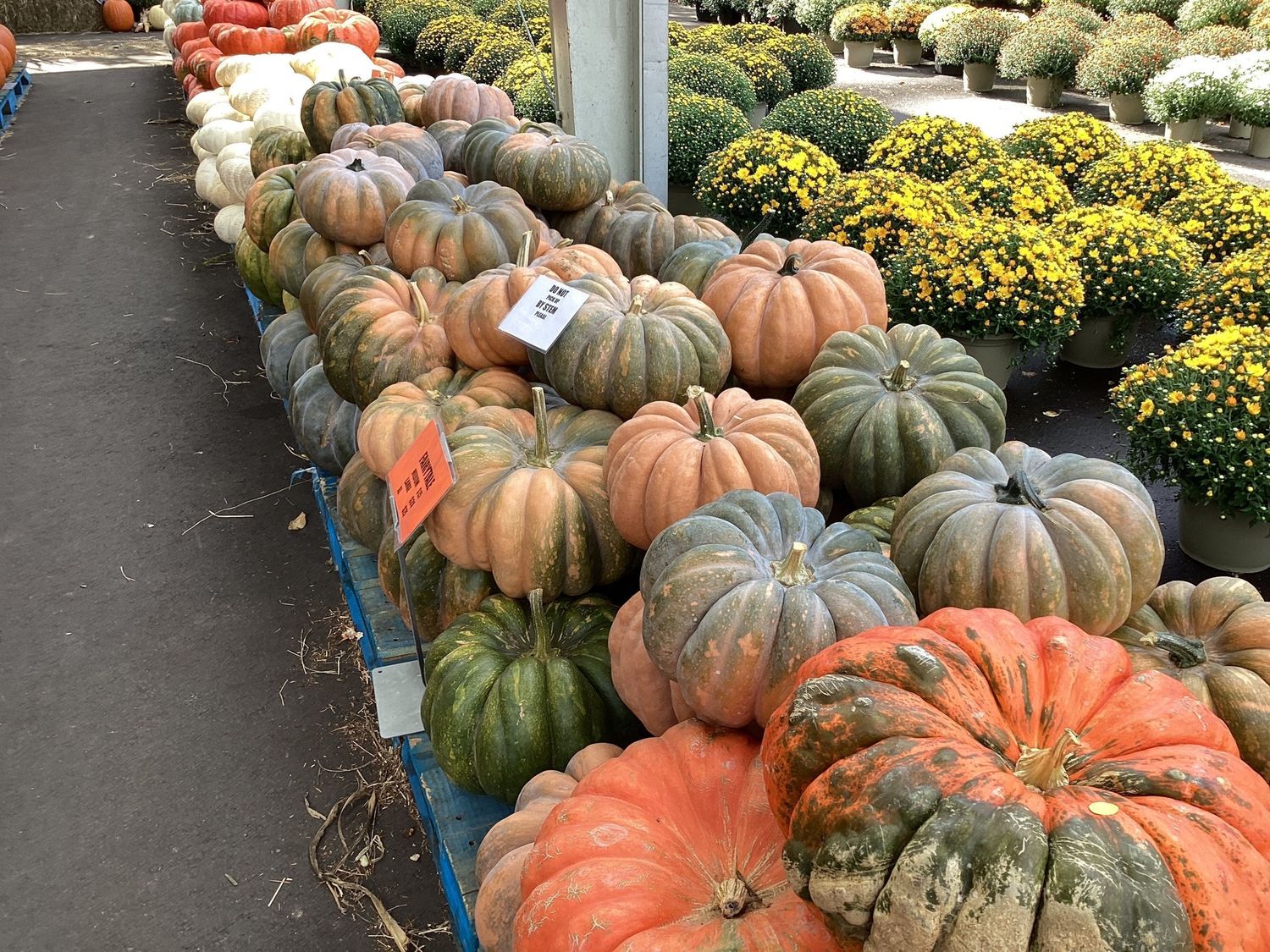 Medium Heirloom Pumpkin