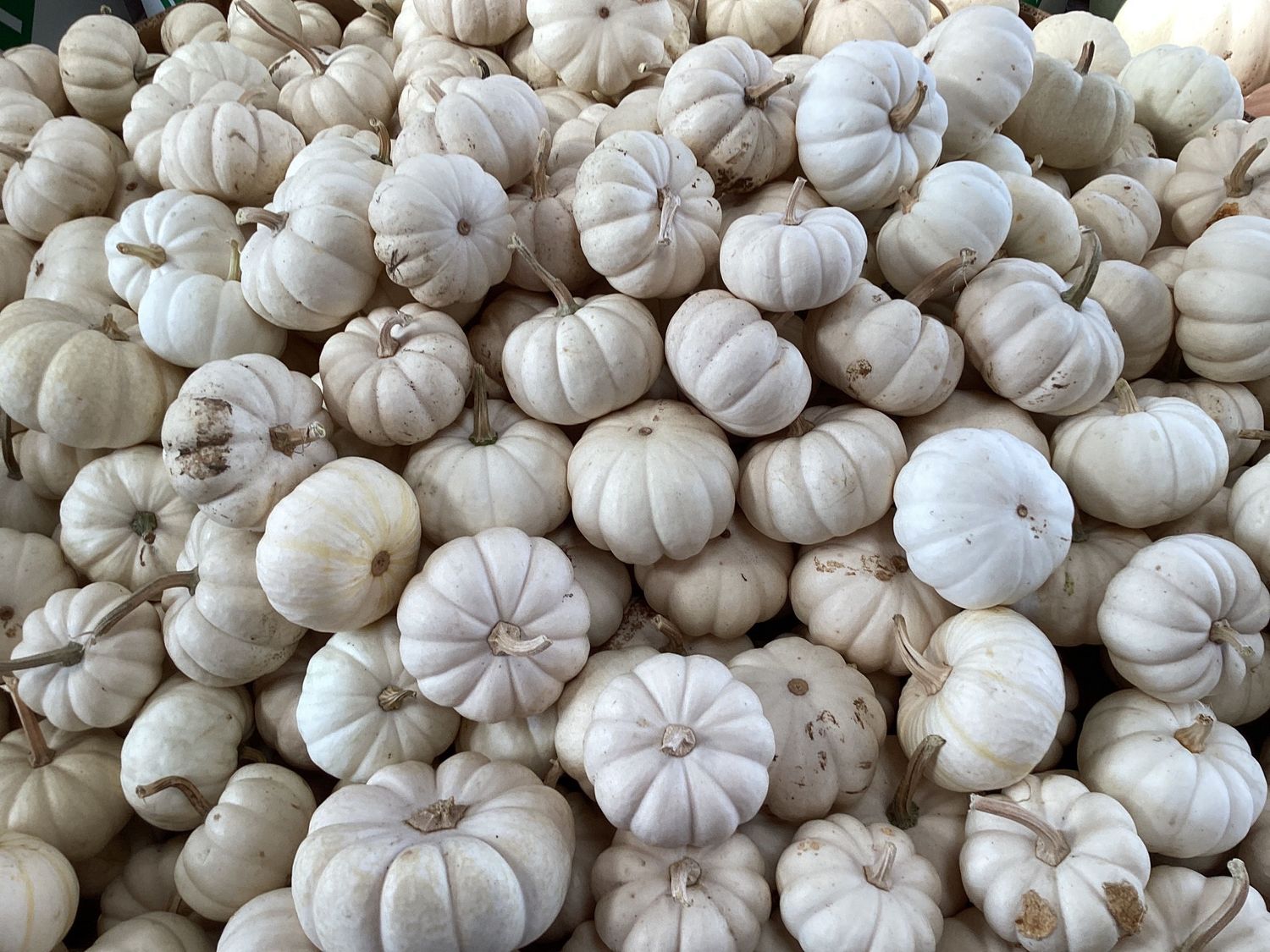 Mini White Pumpkin