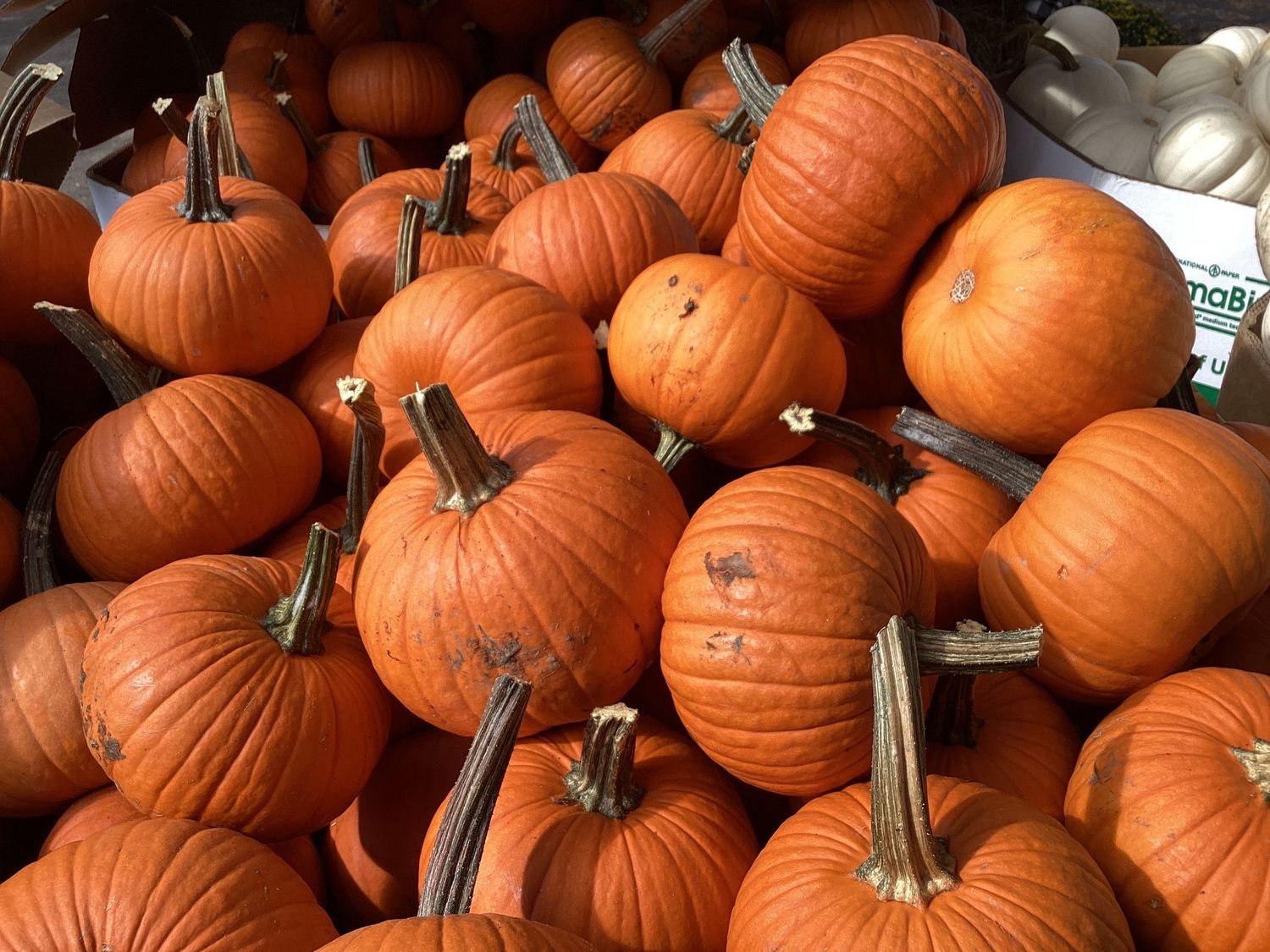 Orange Pie Pumpkins