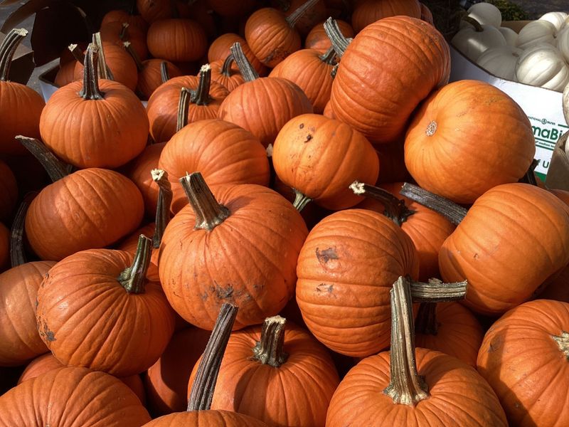 Orange Pie Pumpkins