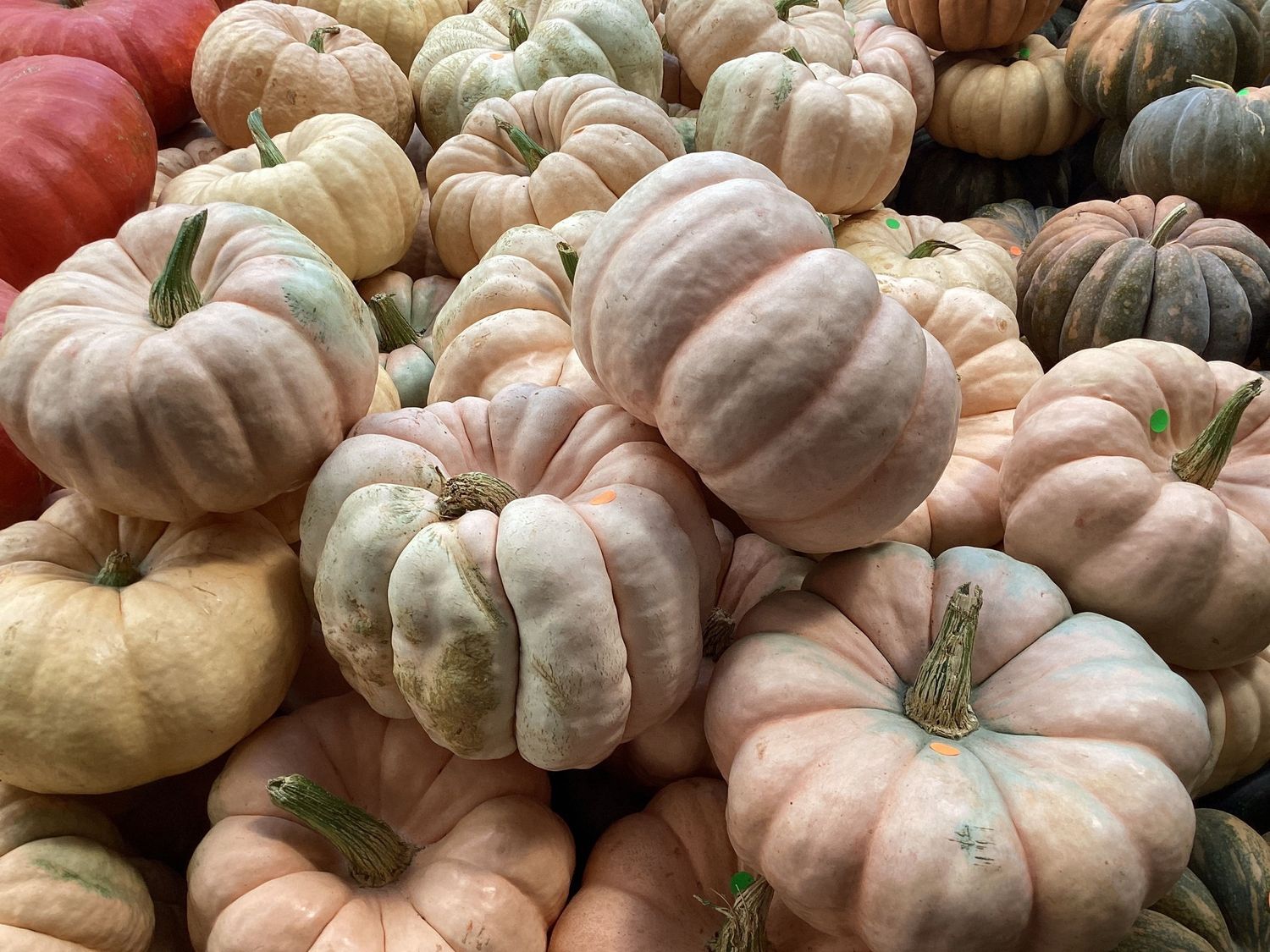 Porcelain Doll Medium