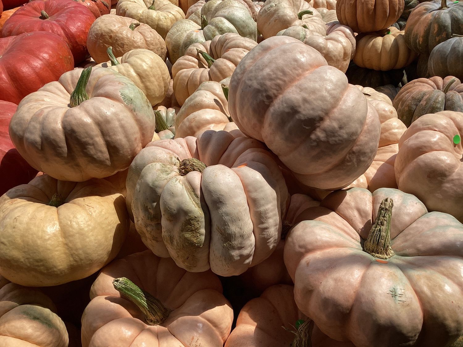 Porcelain Doll Large