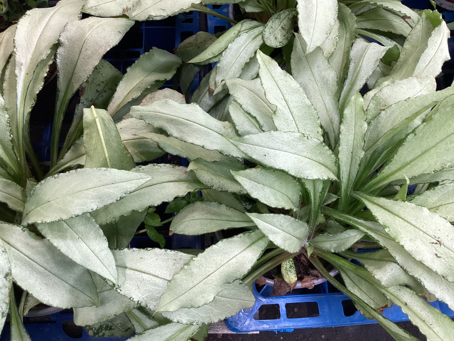 Pulmonaria Diana Clare 1Gal
