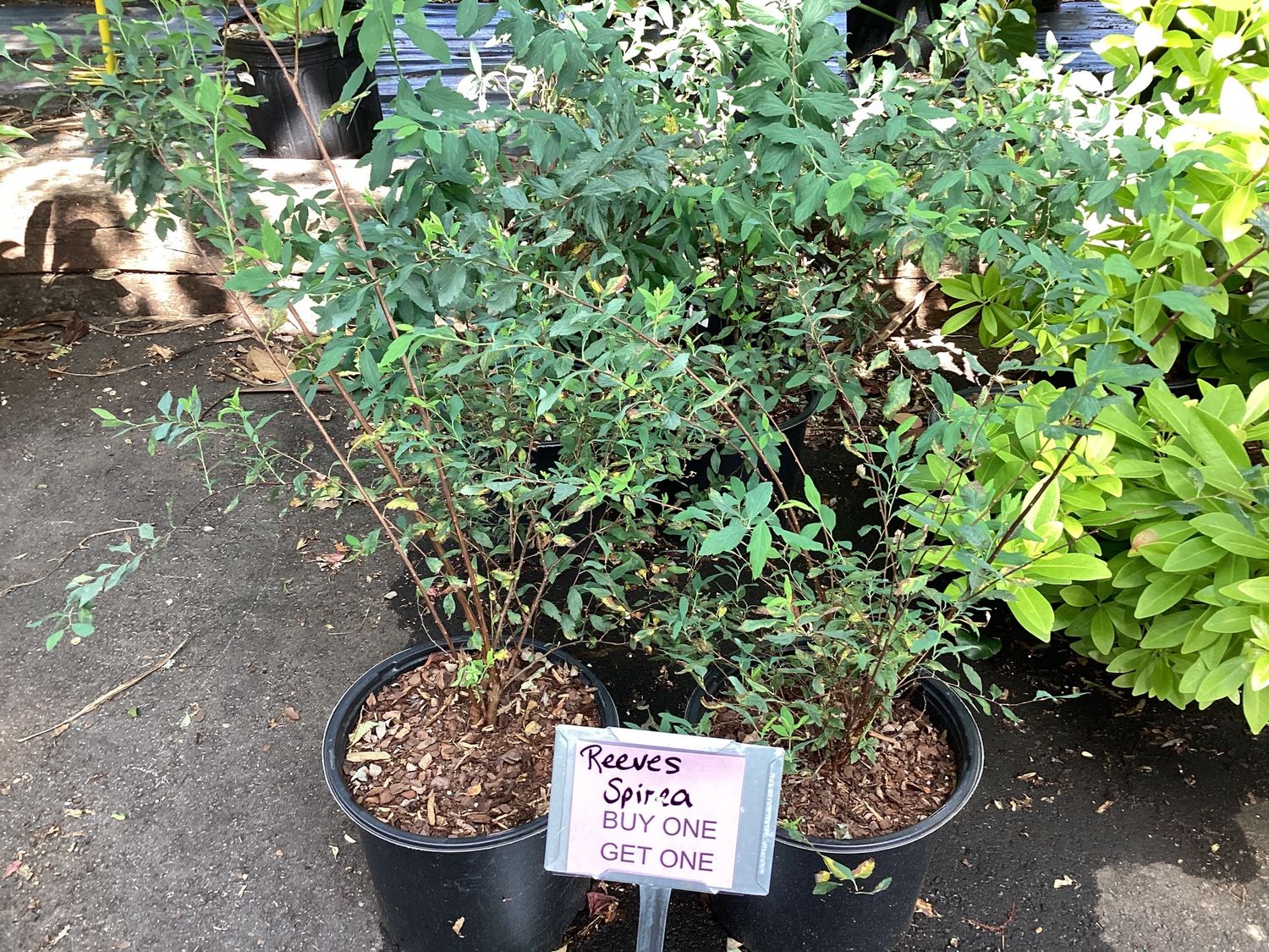 Reeves Spirea