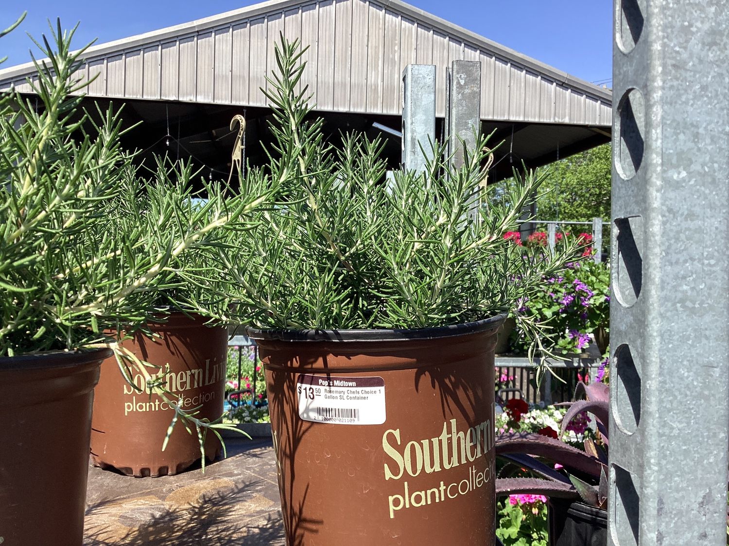 Rosemary Chefs Choice 1 Gallon SL Container