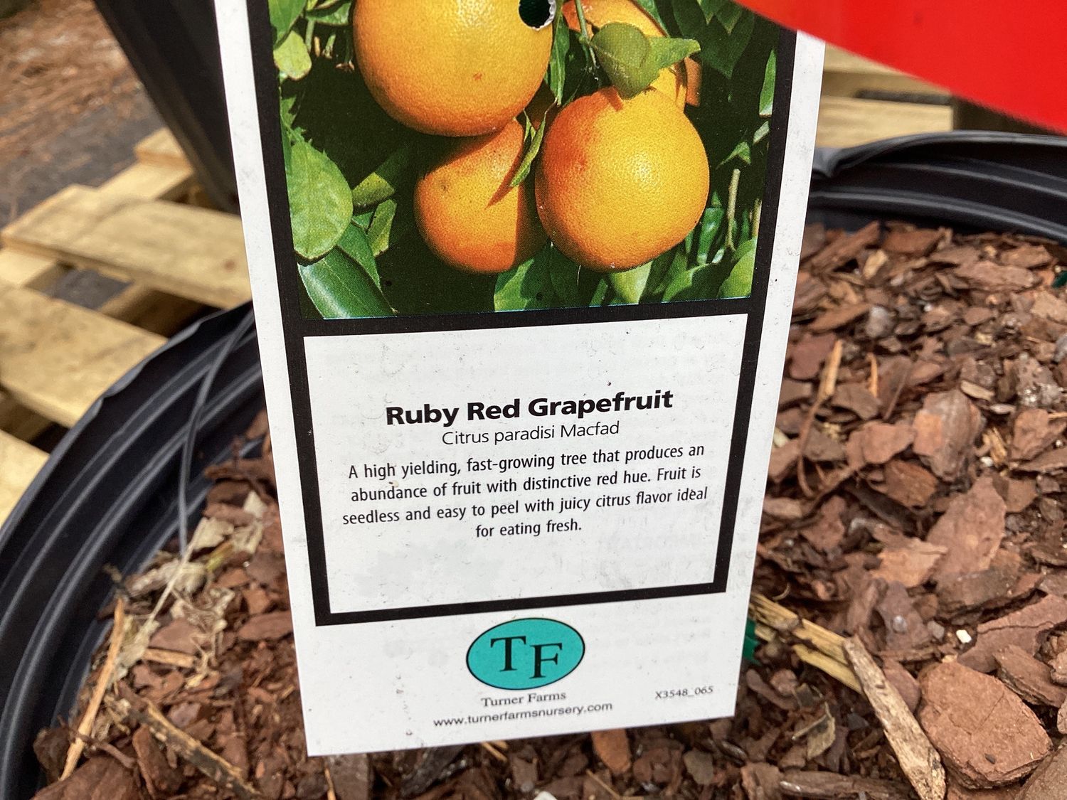 Ruby Red Grapefruit Fruit Tree