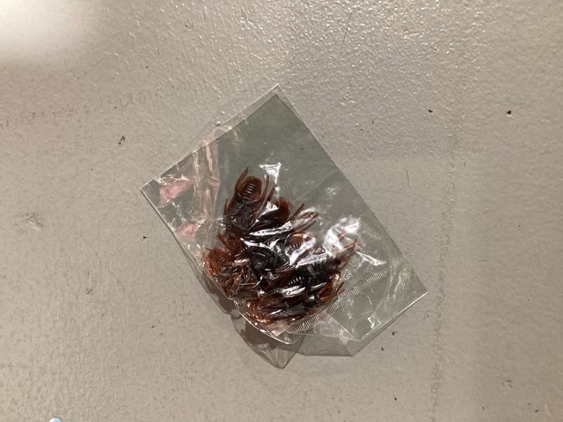 Rubber Cockroach (Dozen)