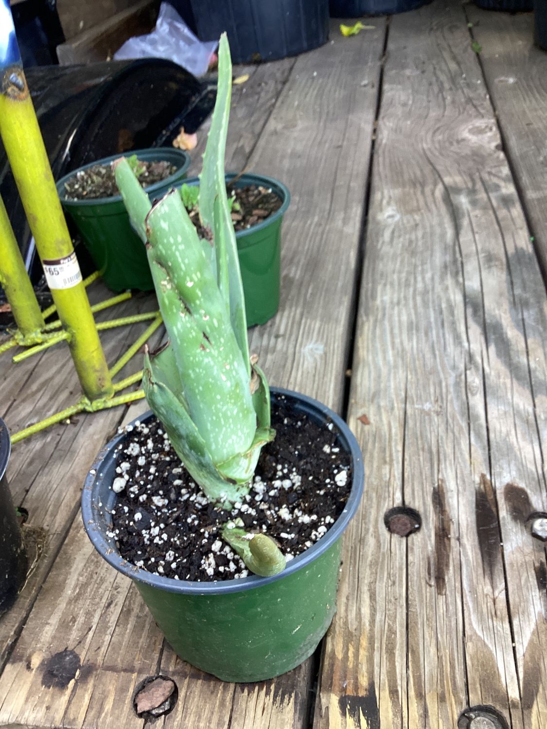 Small Aloe