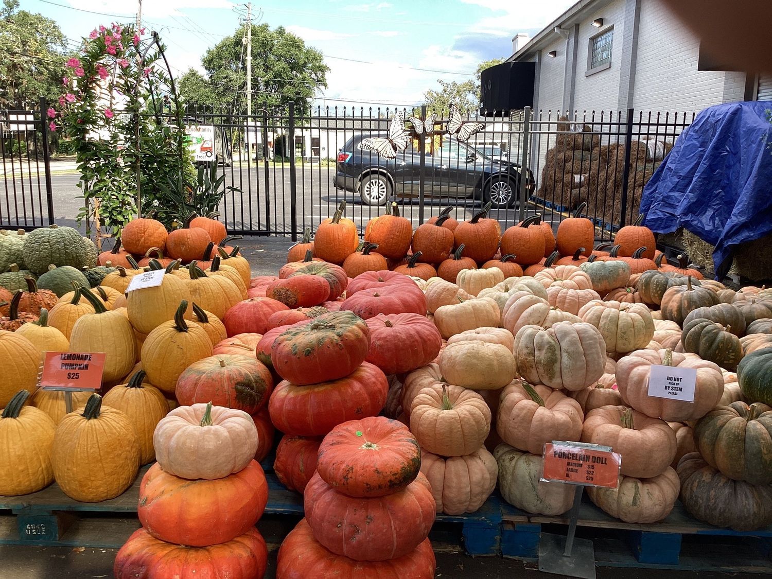 Small Heirloom Pumpkin