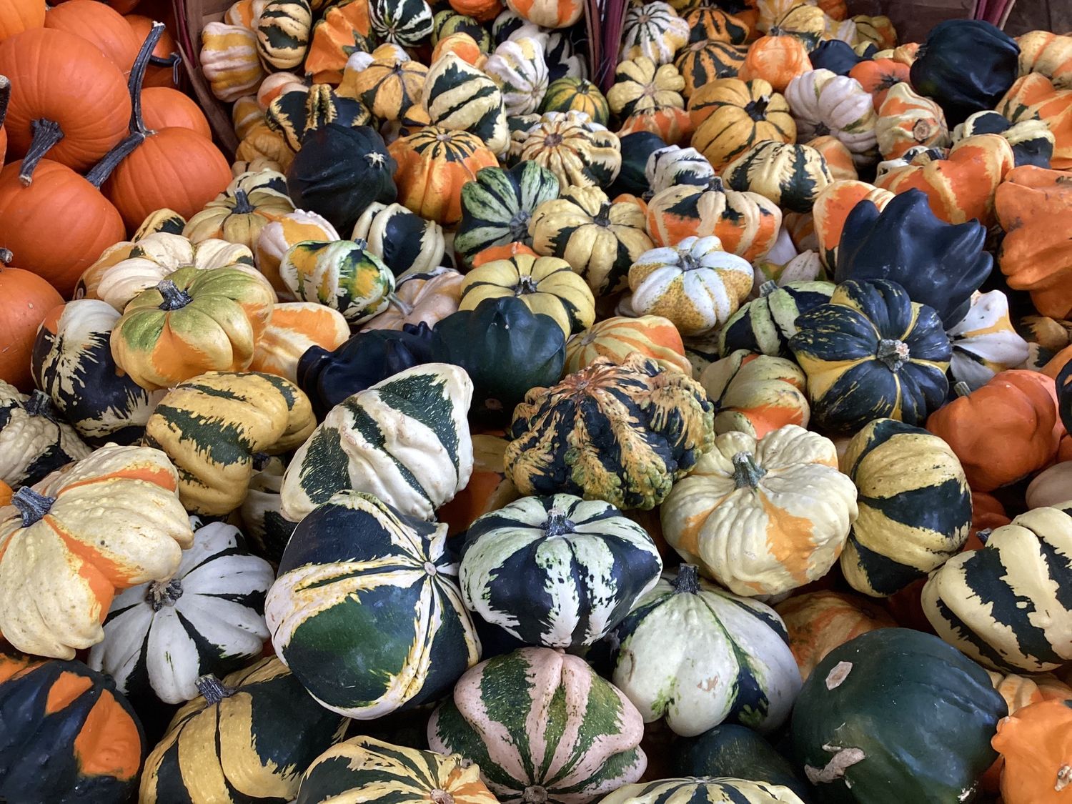 Small Heirloom Gourd 20 for $1