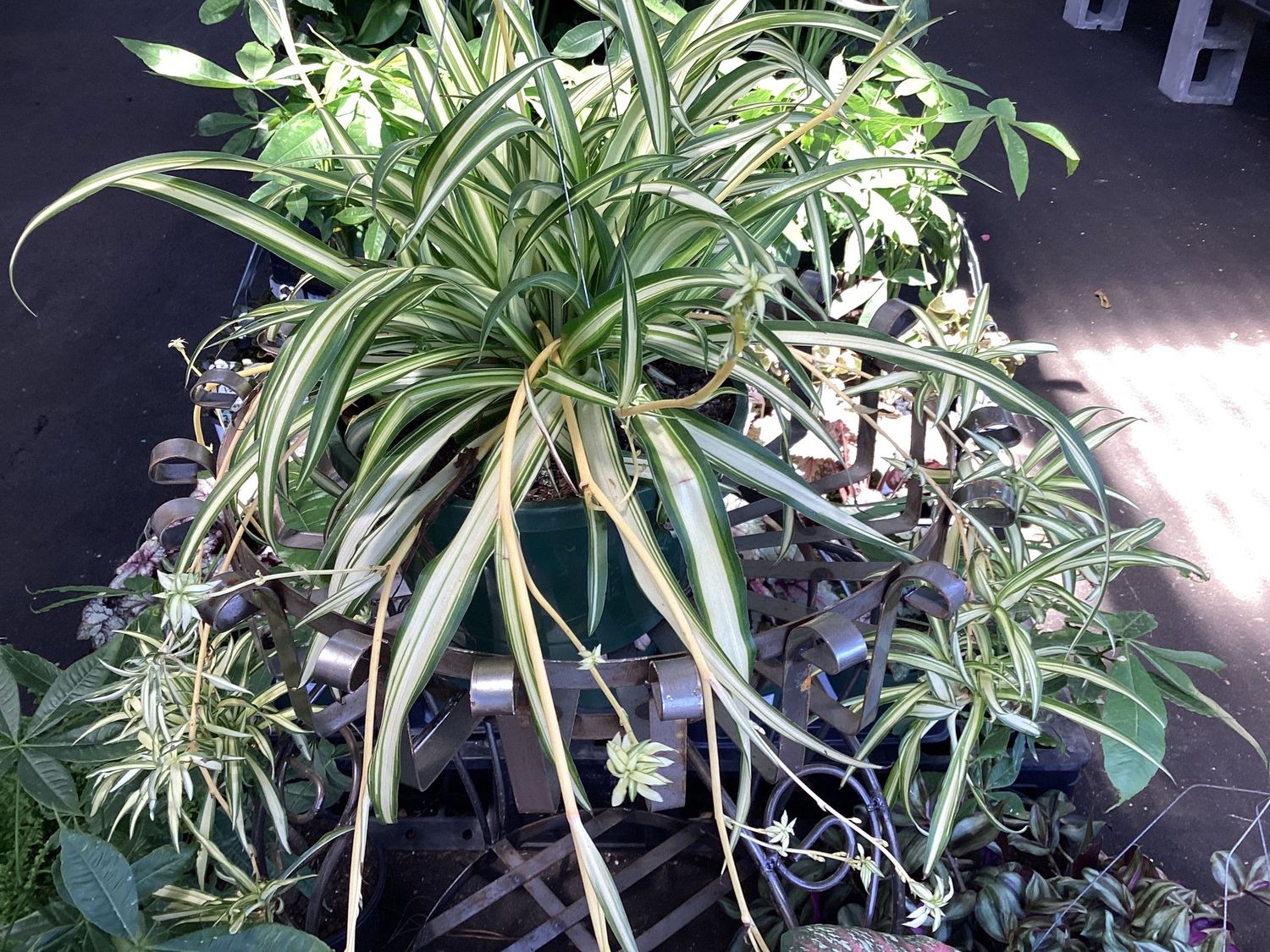 Spider Plant 10" Hanging Basket
