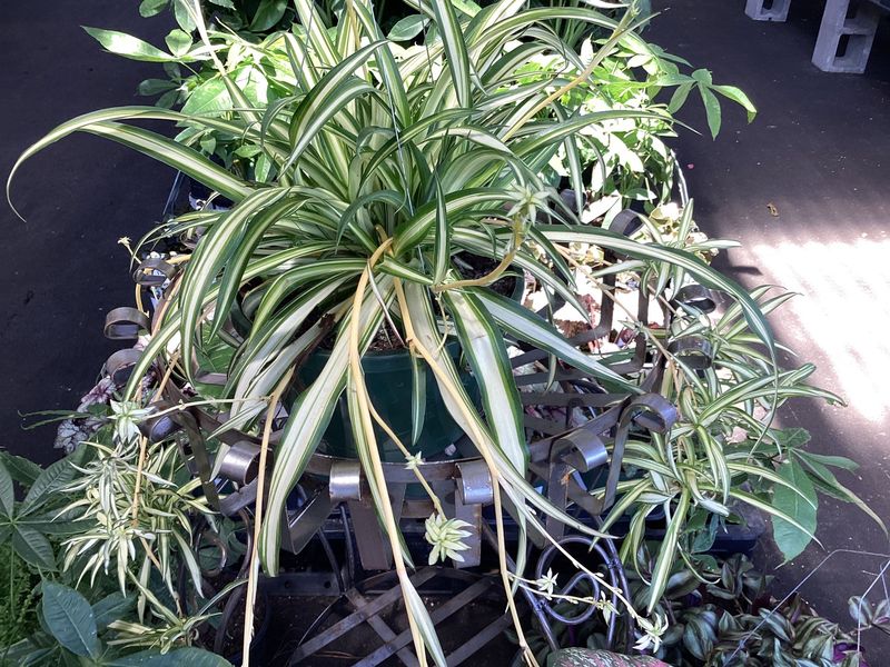 Spider Plant 10&quot; Hanging Basket