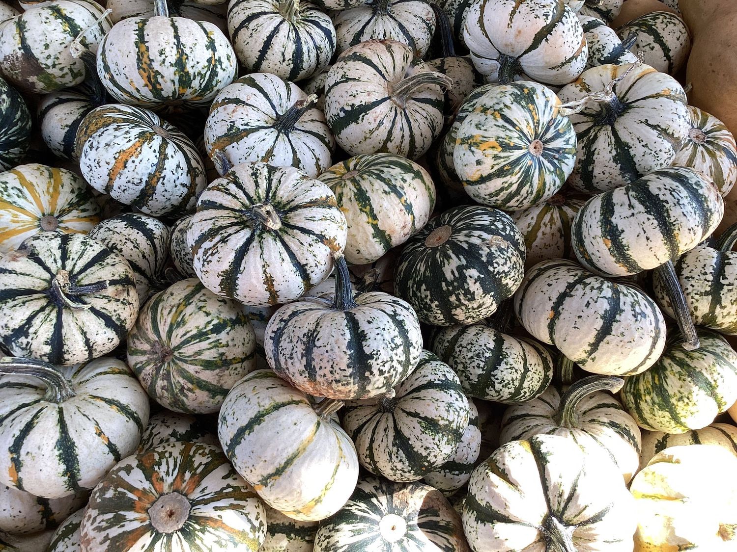 Striped Mini Pumpkin