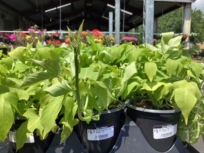 Sweet Potato Vine &quot;Compact Margie&quot; 1Q