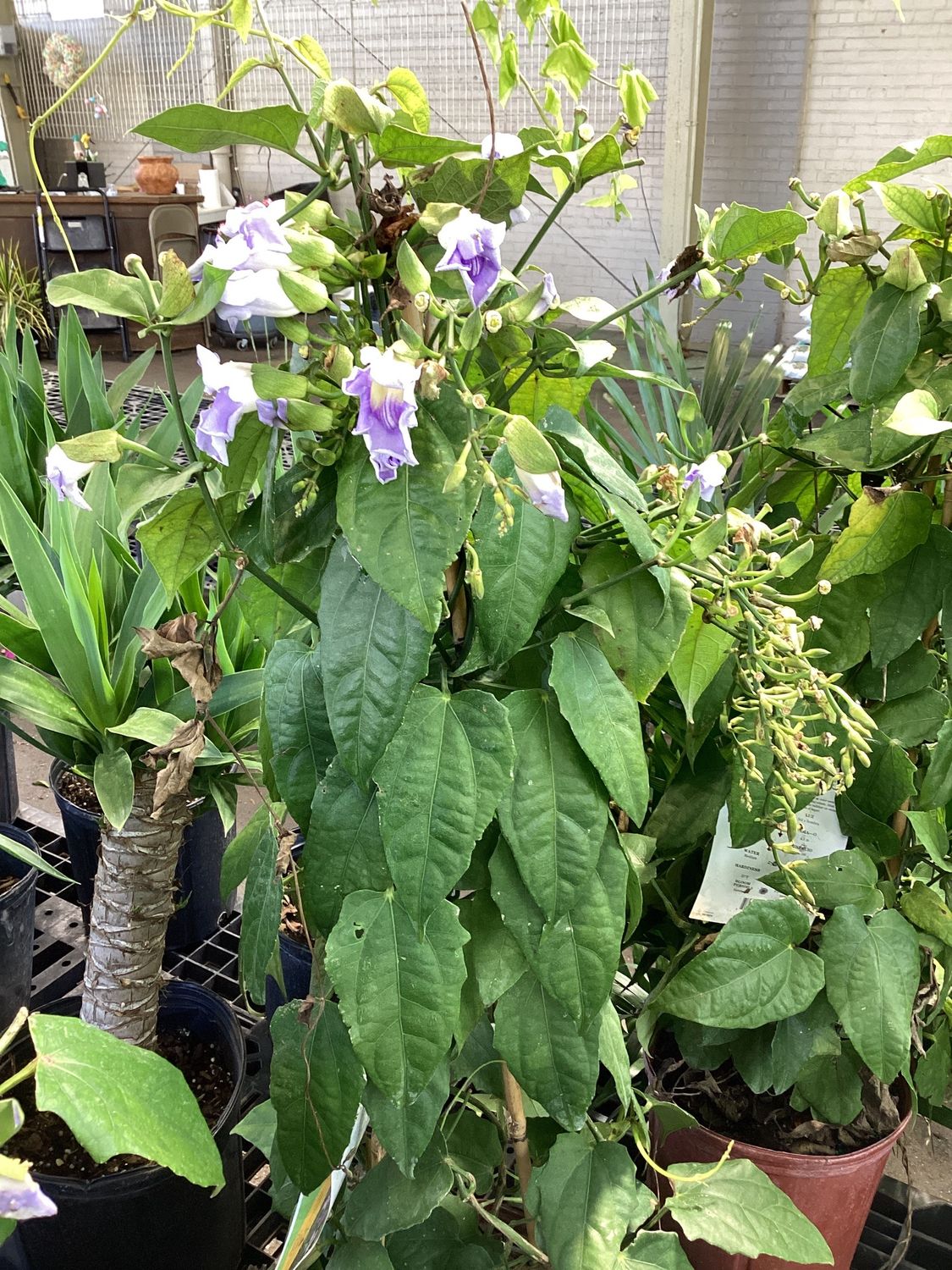 Thunbergia Sky Vine Trellis - 3GAL