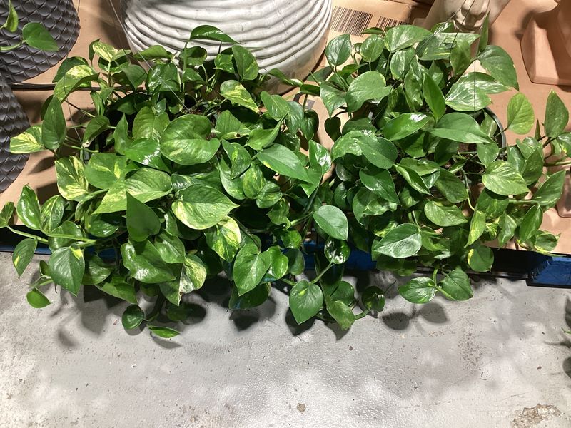 Variegated Pothos 10&quot; Hanging Basket