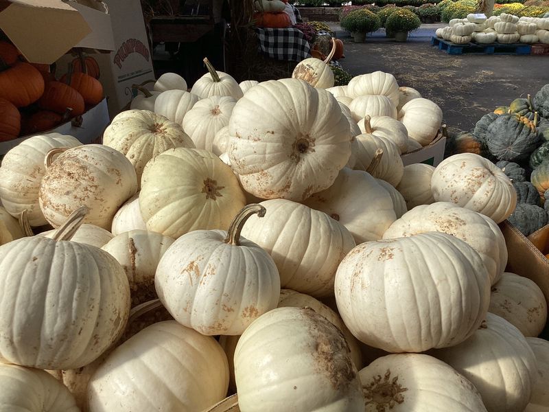 White Pie Pumpkins