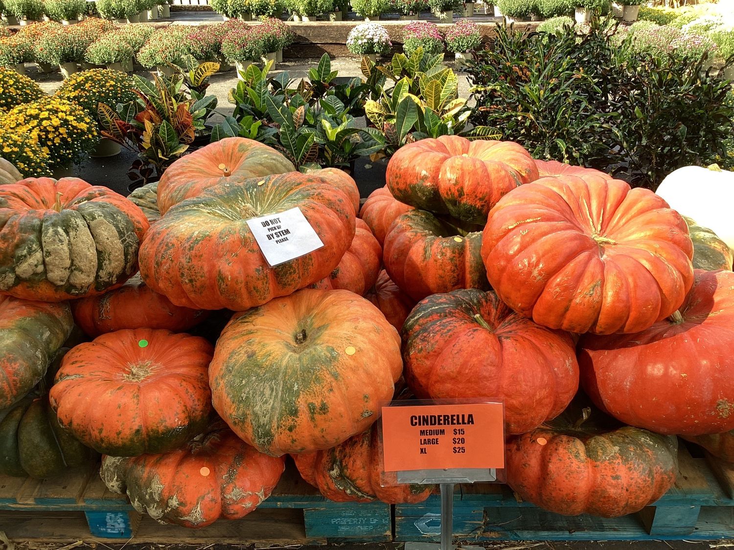 X-Large Heirloom Pumpkin