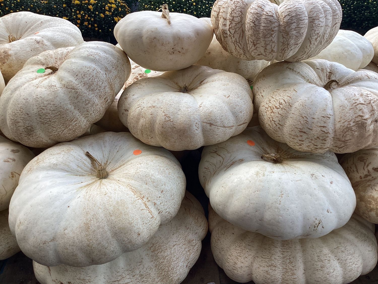 White Stacker Medium