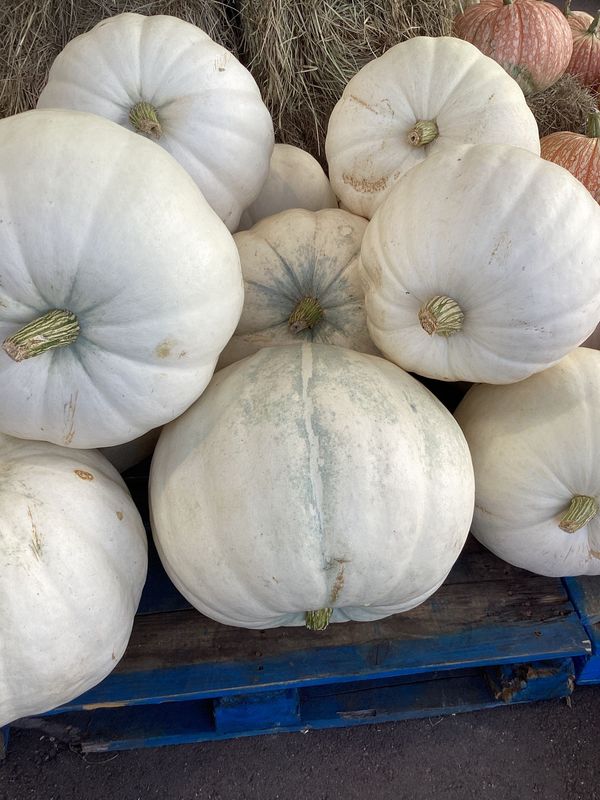 XL Polar Bear Pumpkin