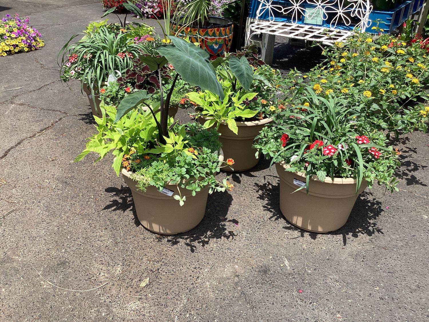 Premium Mixed Container 14" Porch Pot