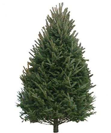 11ft Balsam