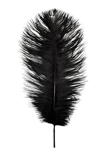 Black Ostrich Feather Plume 18" to 20" (Each)