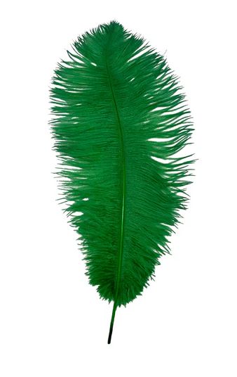 Green Ostrich Feather Plume 18" to 20" (Each)