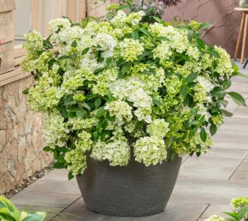 Hydrangea x. Fairytrail Green 2G PW