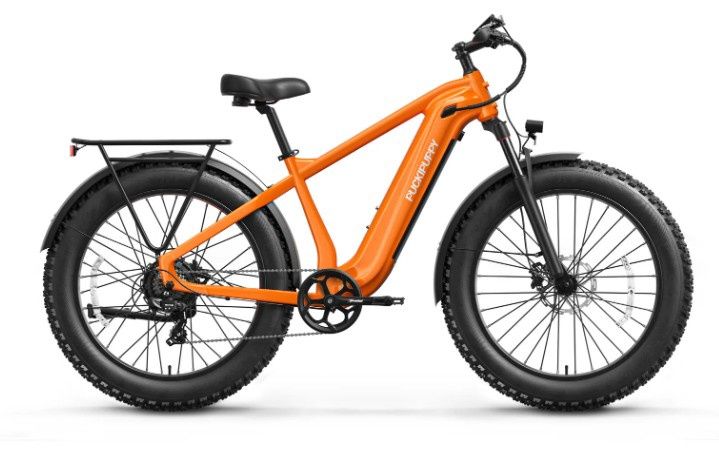 Beagle, Color: Orange