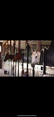 Equestrian Horse Stall Per Day