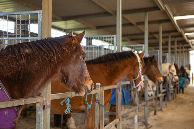 Feed a Horse for a Day
