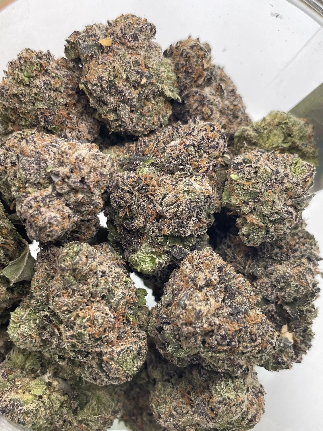 Apple Tarts Gelato (28g)