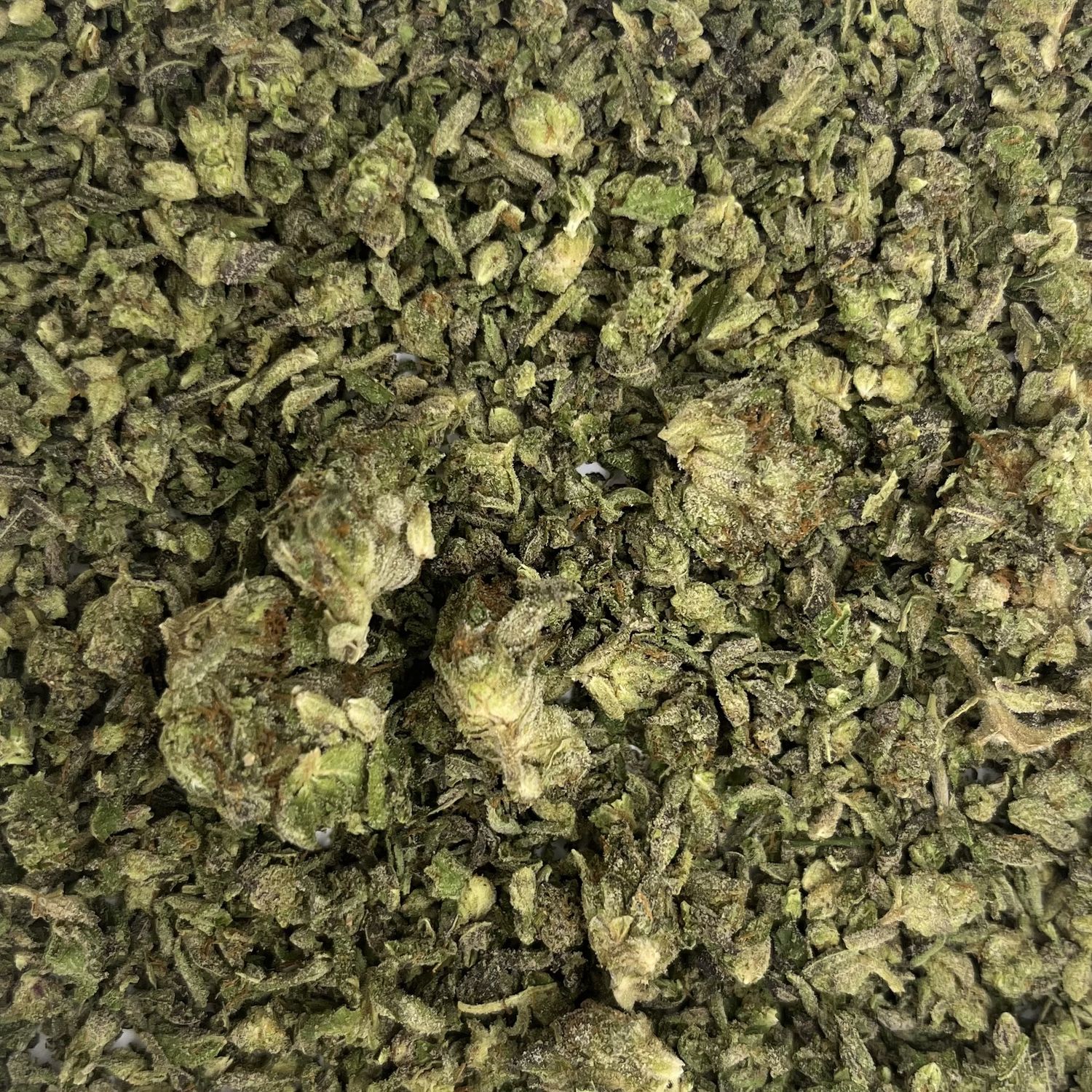 Biscotti Shake (7G)