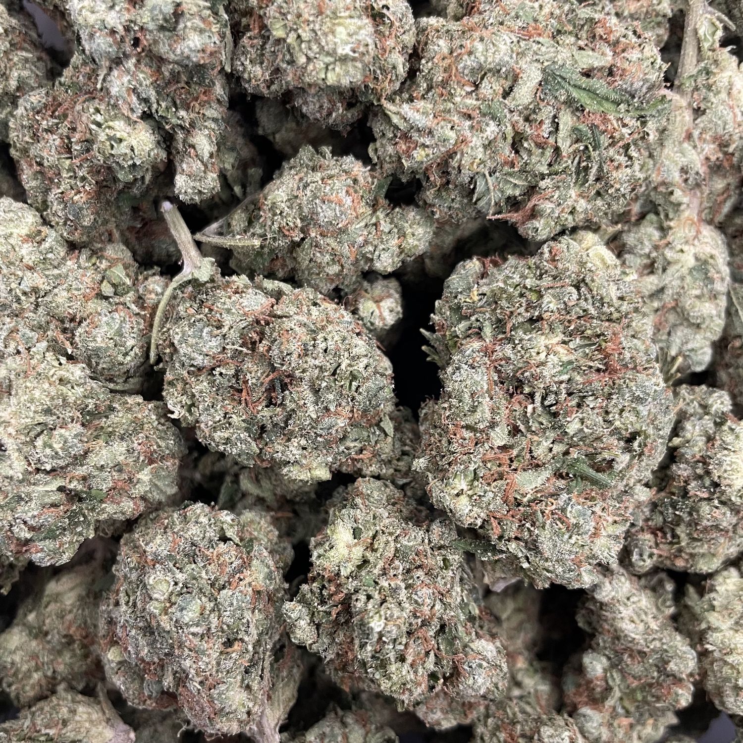 GMO (3.5G)