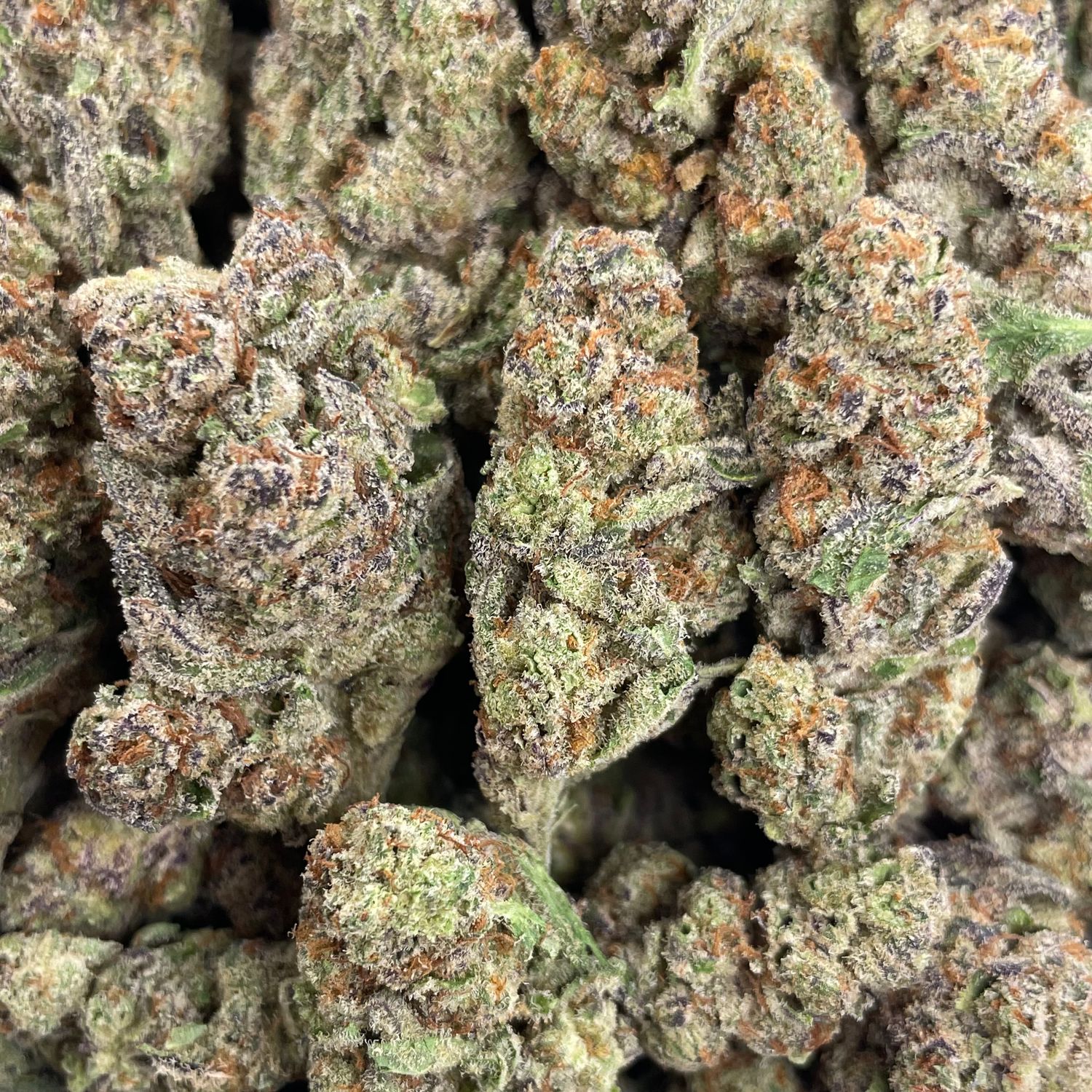El Chivo (28G)