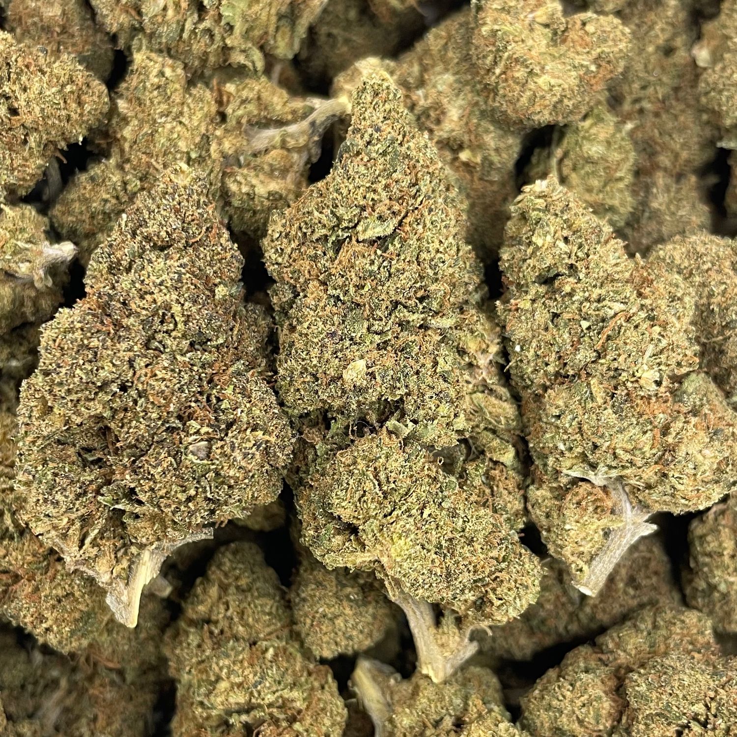 Kush Mintz (28G)
