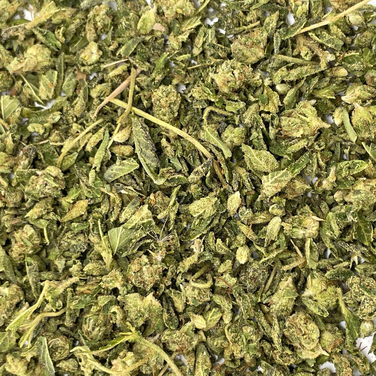 Red Pave Shake - 7G