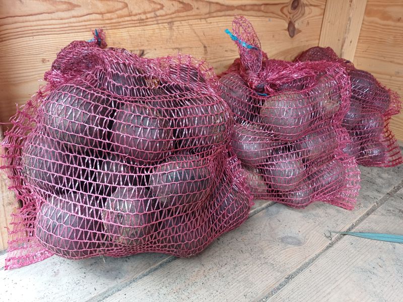 Buraczek czerwony okrągły 5 kg