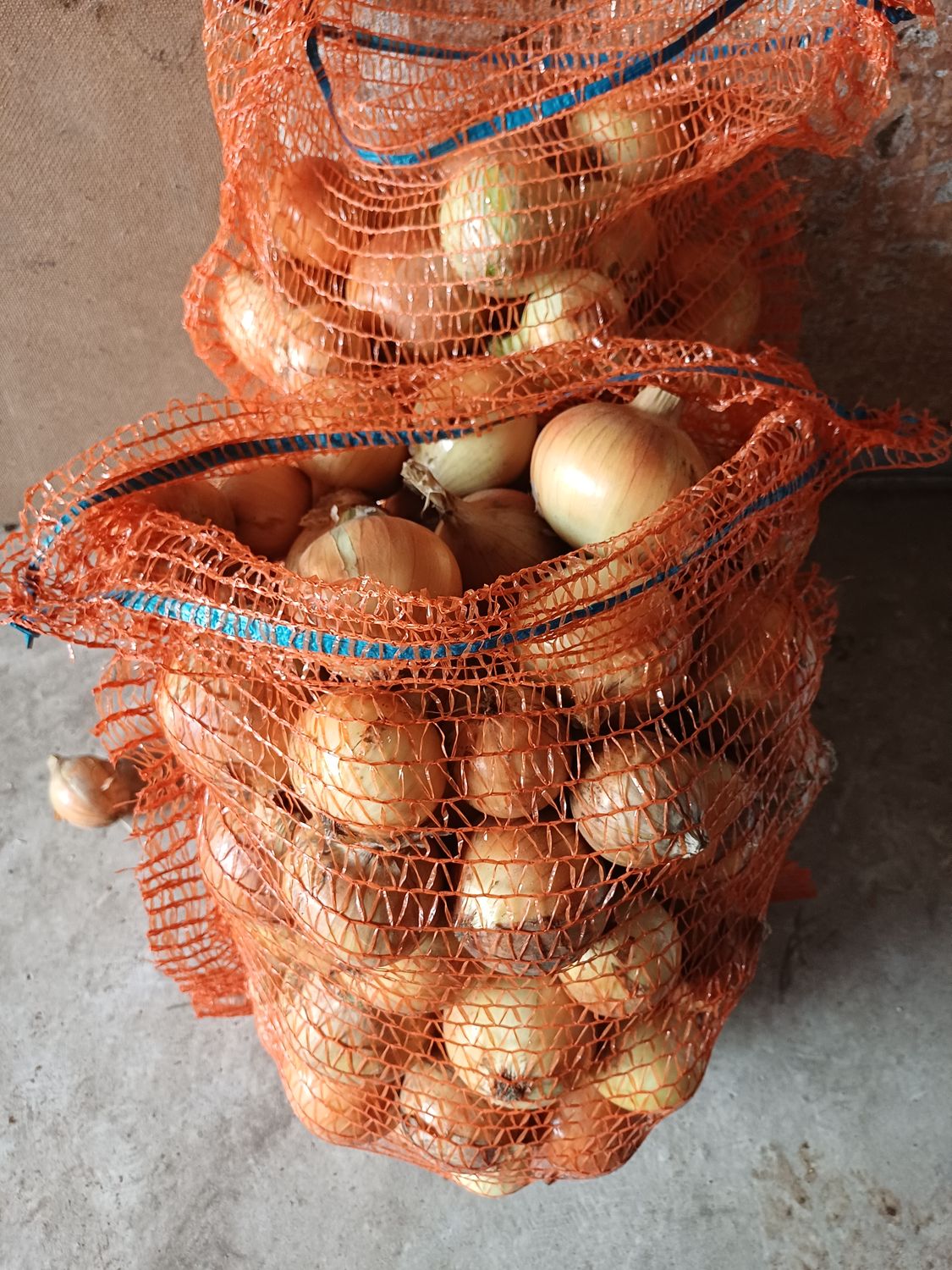 Cebula żółta 5 kg