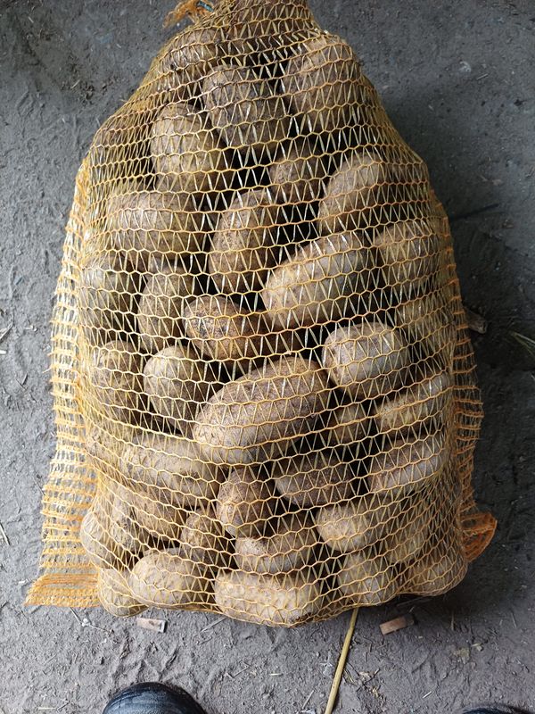 Ziemniaki żółte 5 kg