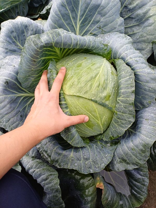 Kapusta biała główka