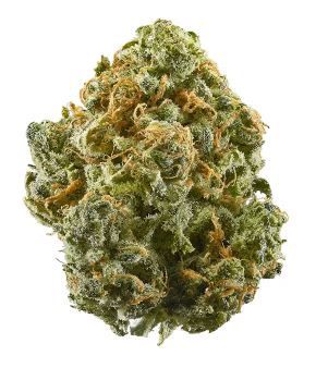 Chocolate Hash Berry