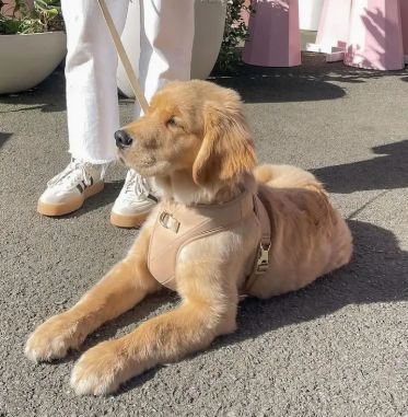 Roam Luxe Harness (Desert) | Dog Walking Gear | Dog Harness