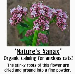 Handmade Calming Valerian Bean Bags
