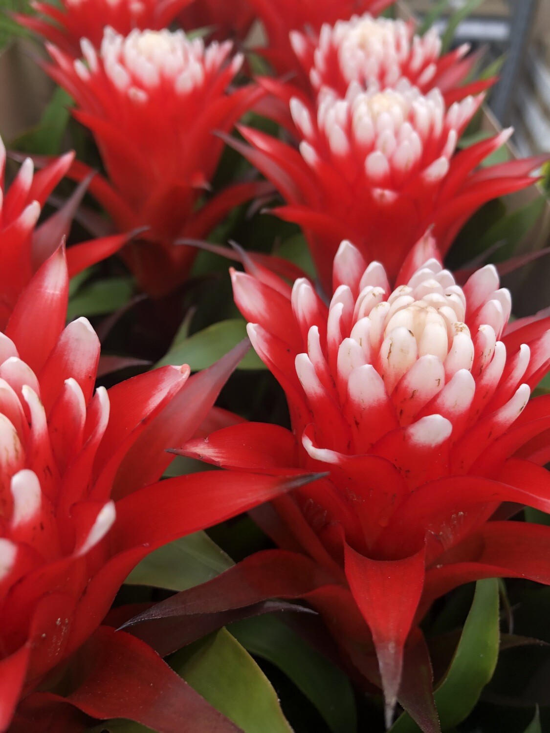 Guzmania Guzmania