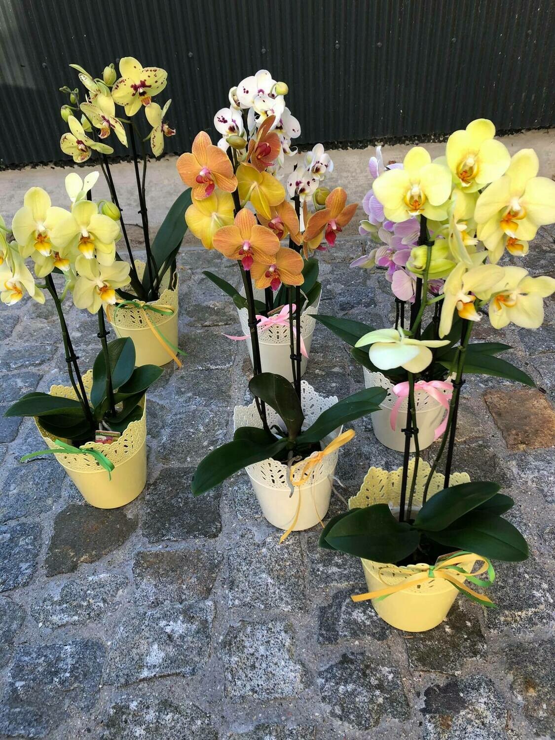 Orquideas Orquideas